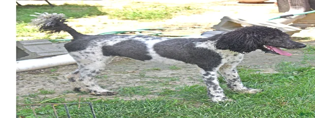 Bella 