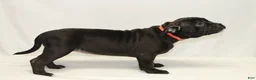 American Bully dogs for sale: American Bully orange - Ad 3