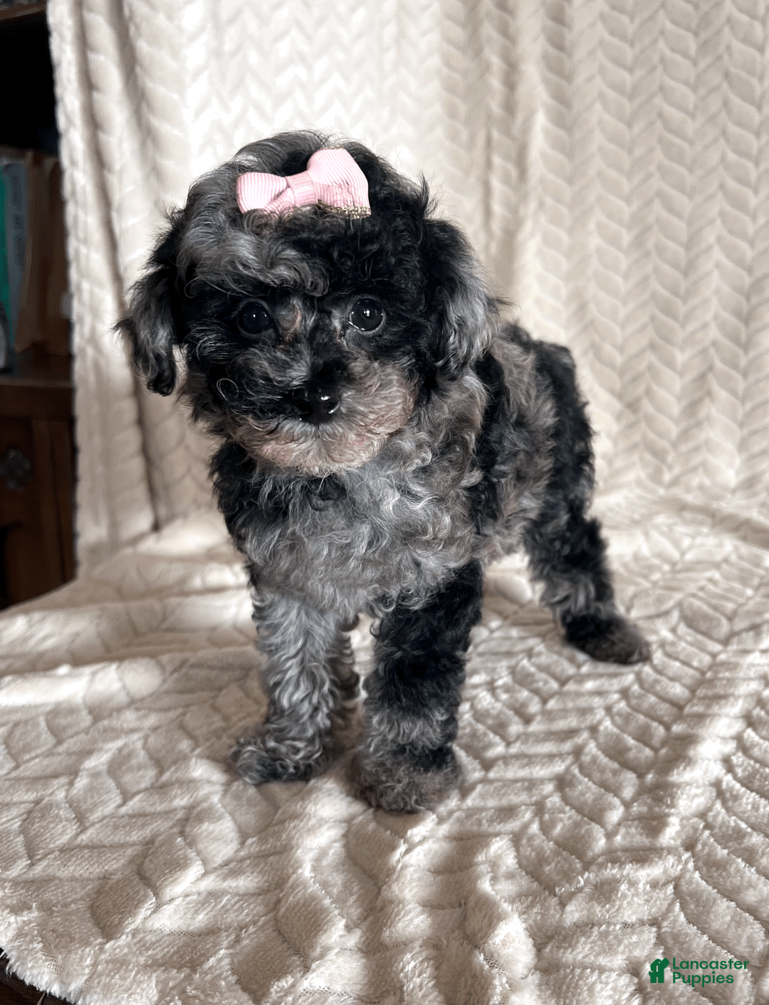 Toy Poodle dogs for sale: Lilly - Ad 15