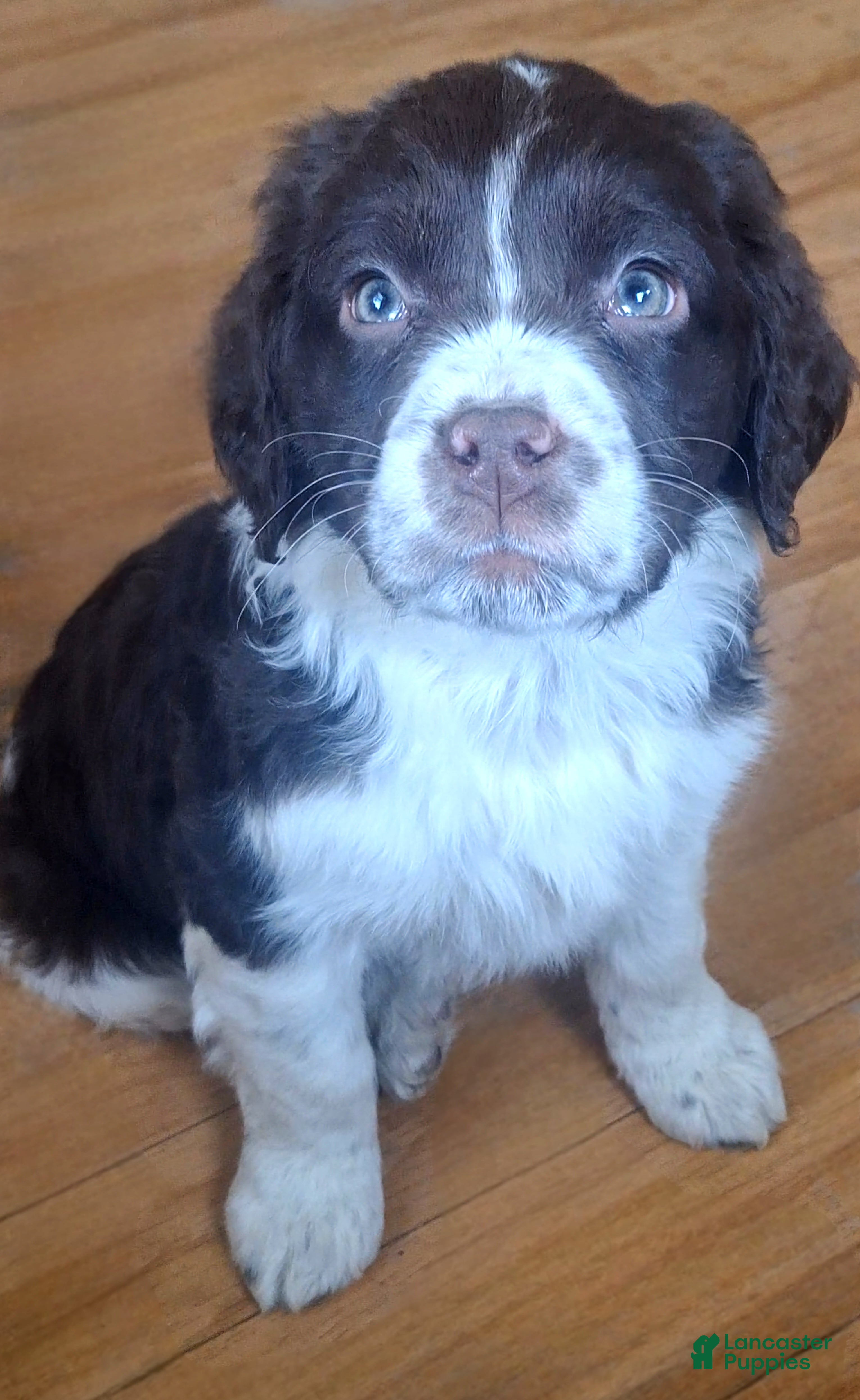 English Springer Spaniel dogs Sammy - Ad 16