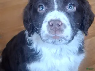 English Springer Spaniel dogs Sammy - Ad 16