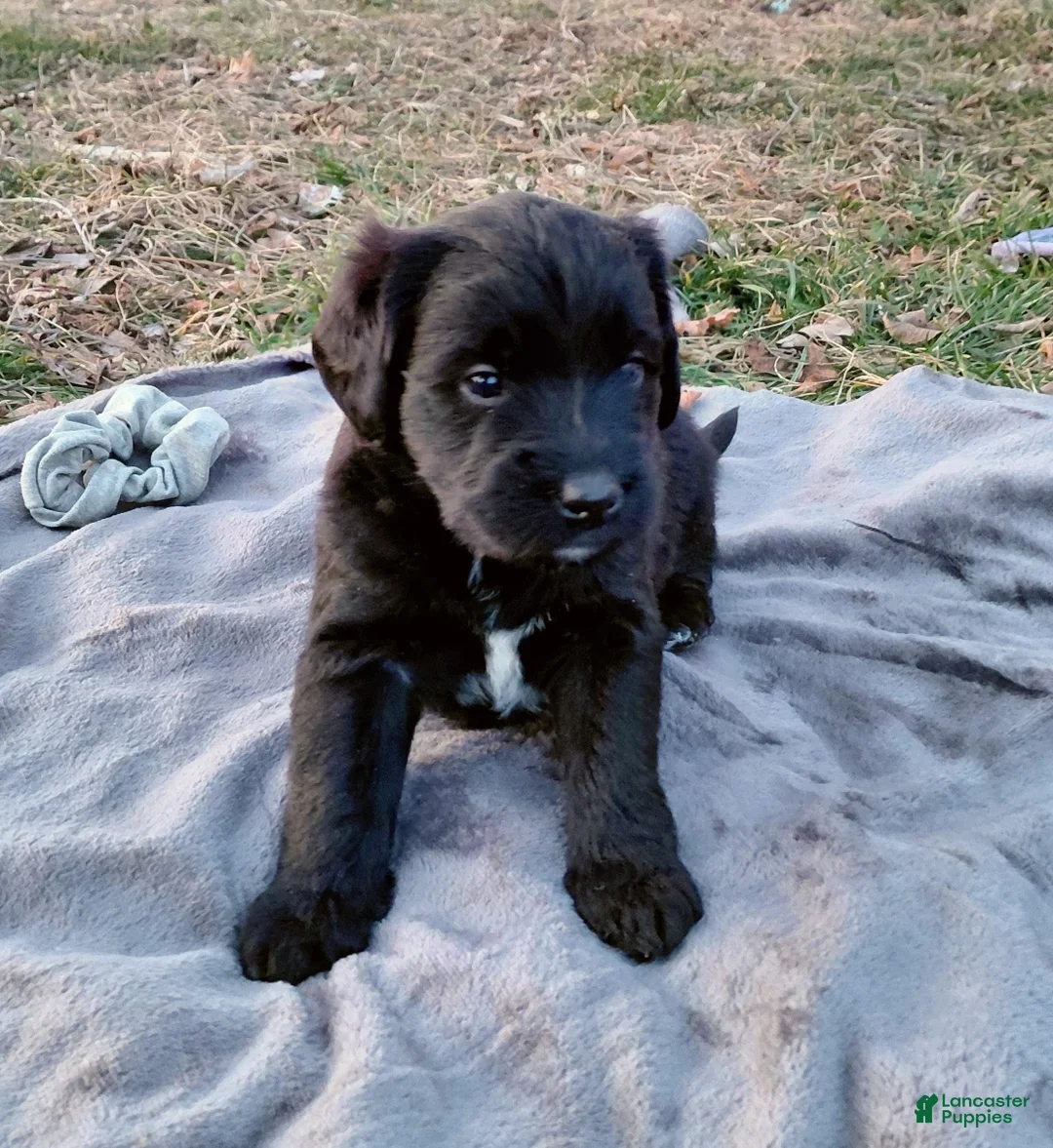 Mini Goldendoodle dogs for sale: Mini Goldendoodle JOJO - Ad 5