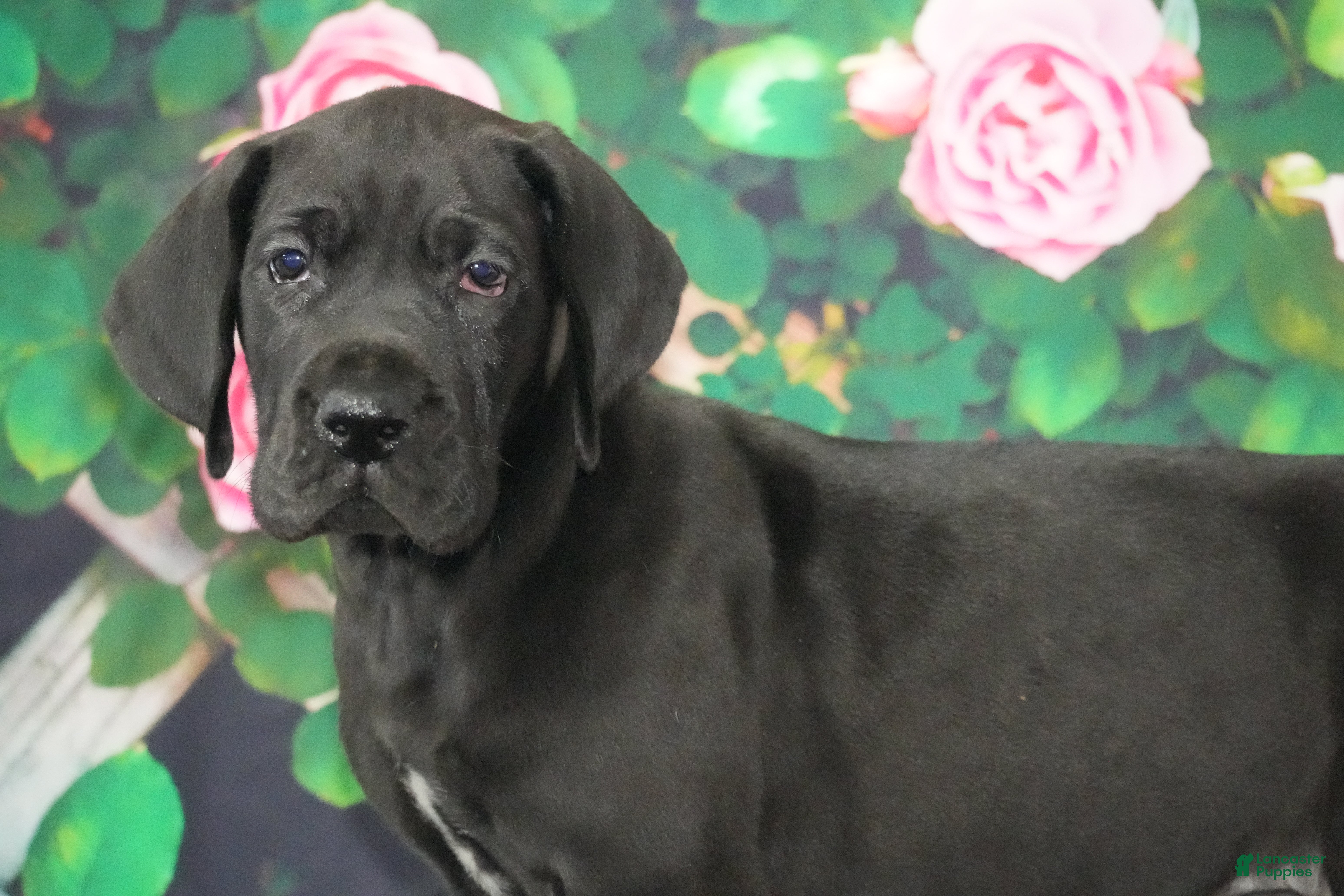 Great Dane dogs Lori - Ad 1