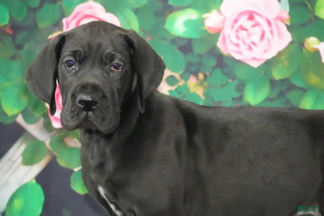 Great Dane dogs for sale: Lori - Ad 1