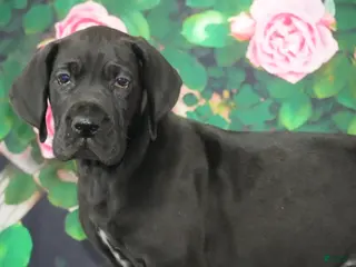 Great Dane dogs Lori - Ad 1