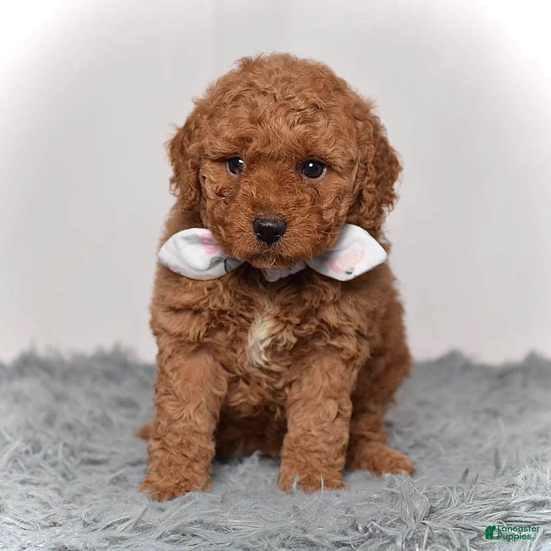 Mini Goldendoodle dogs for sale: Miss Molly - Ad 2