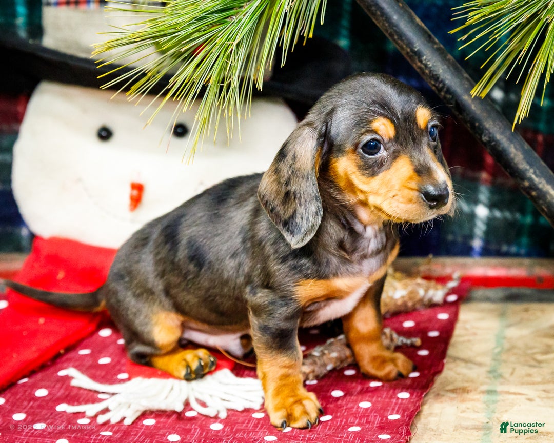 Miniature Dachshund dogs for sale: Stevie - Ad 7