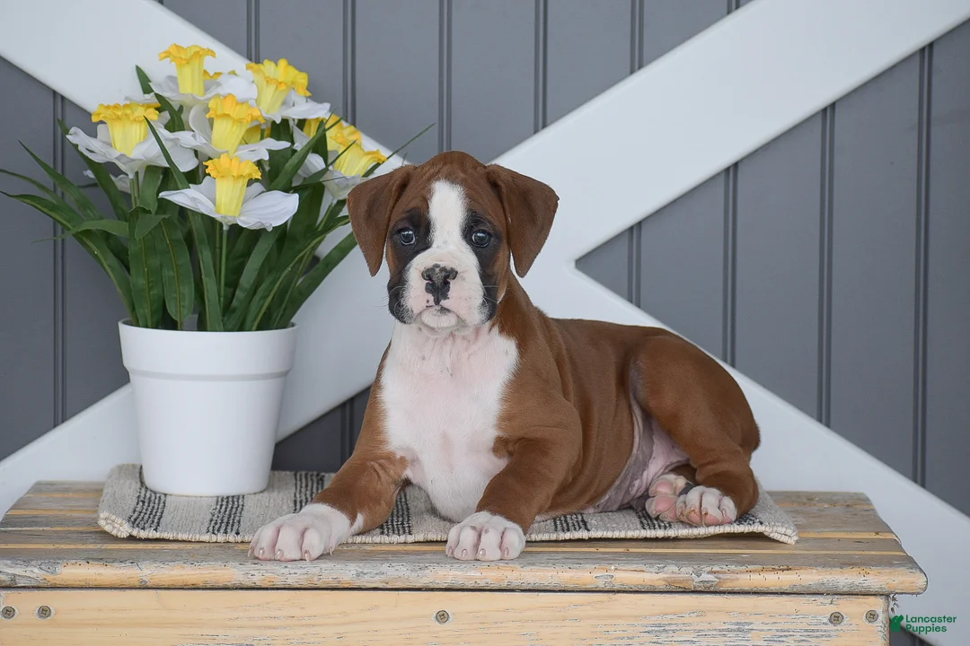 Boxer dogs for sale: Anubis - Ad 1