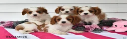 Cavalier King Charles Spaniel dogs for sale: Mindy - Ad 3