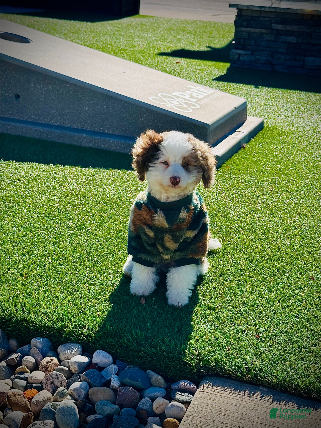 Bernedoodle dogs for sale: Bernedoodle Puppy 1 - Ad 2