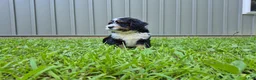 Bernedoodle dogs for sale: Duke  - Ad 4