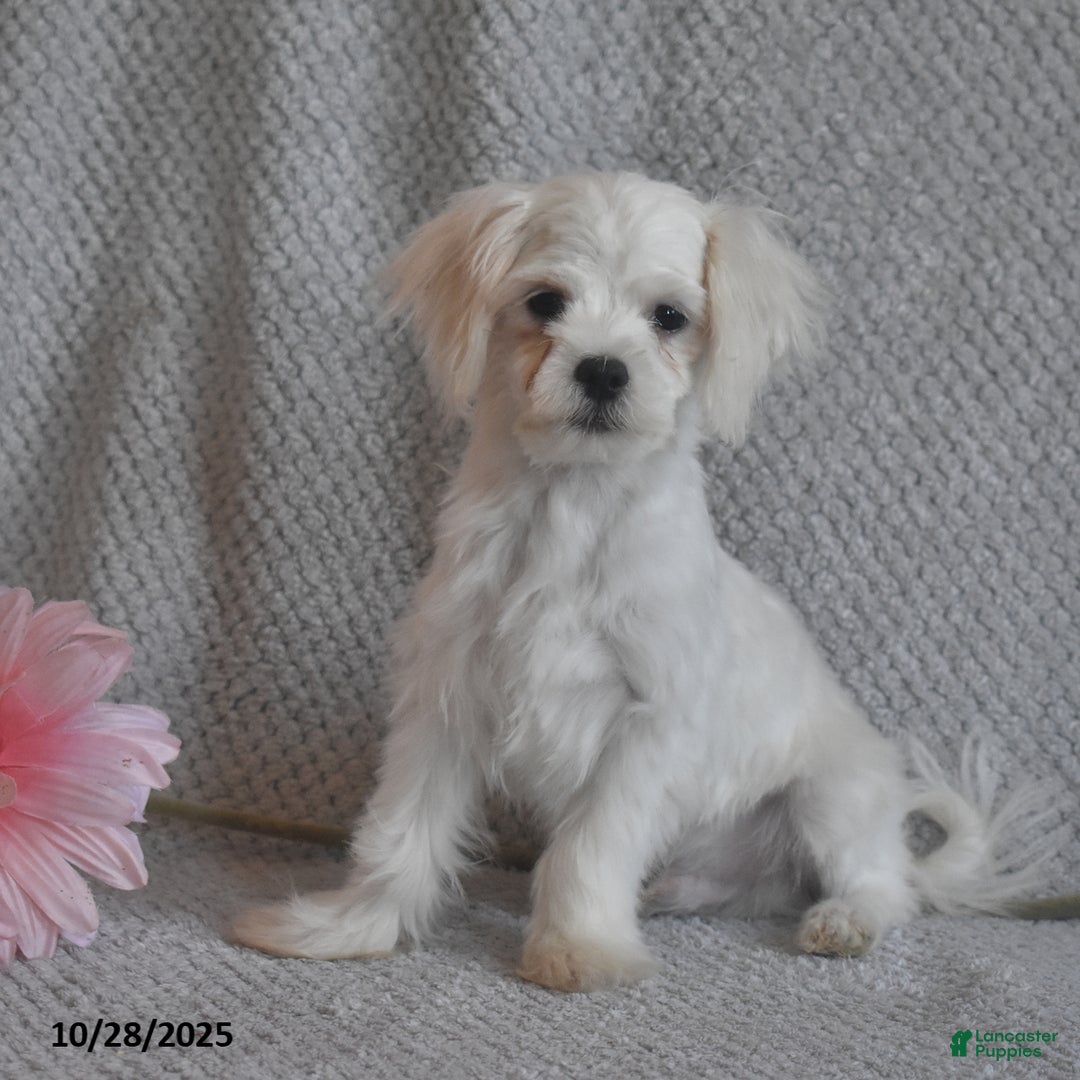 Maltese dogs for sale: Edward - Ad 3