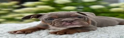 Beabull dogs for sale: Dixie  - Ad 6