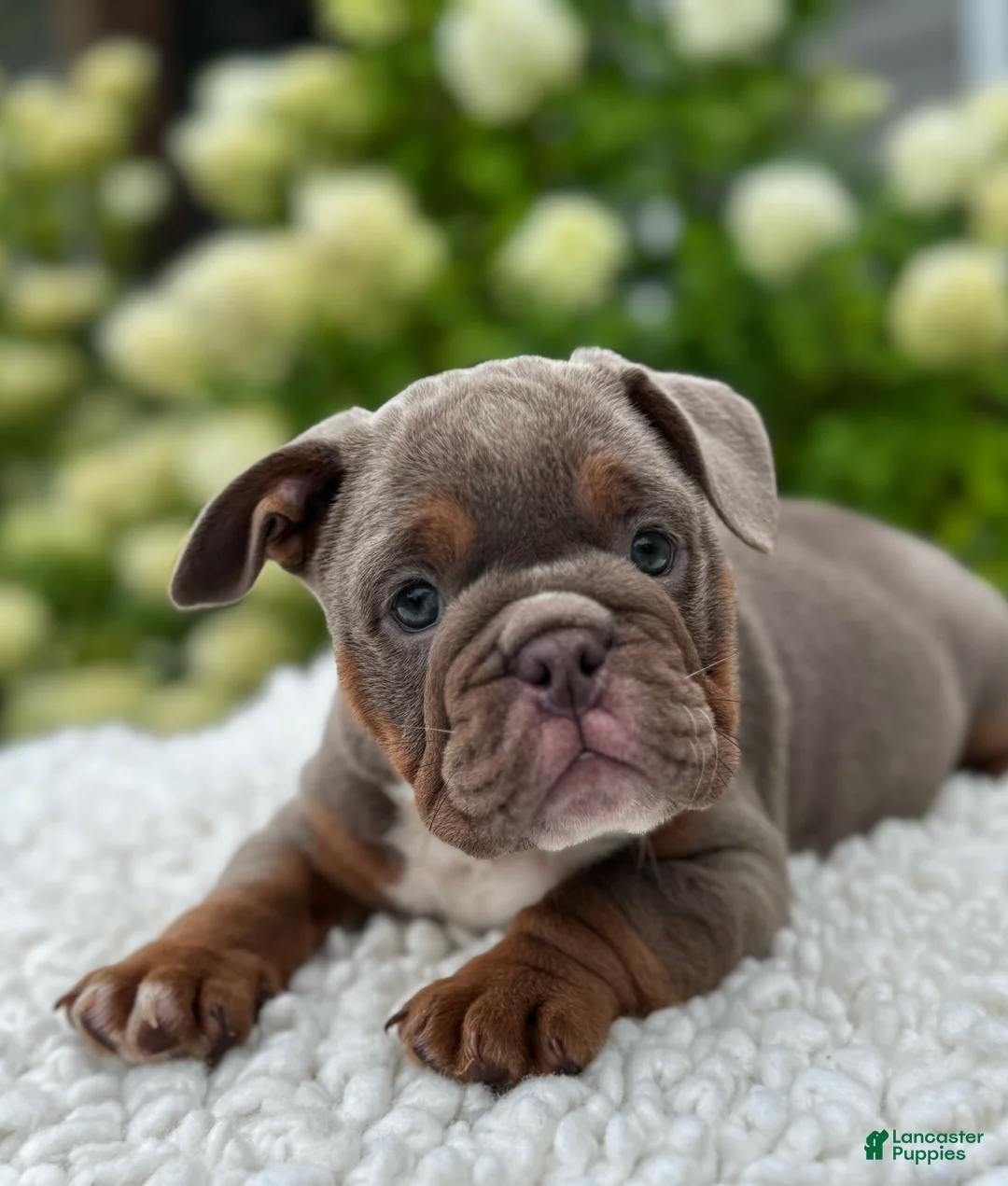 Beabull dogs for sale: Dixie  - Ad 6