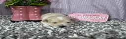 Pomapoo dogs for sale: Pomapoo 1 - Ad 6