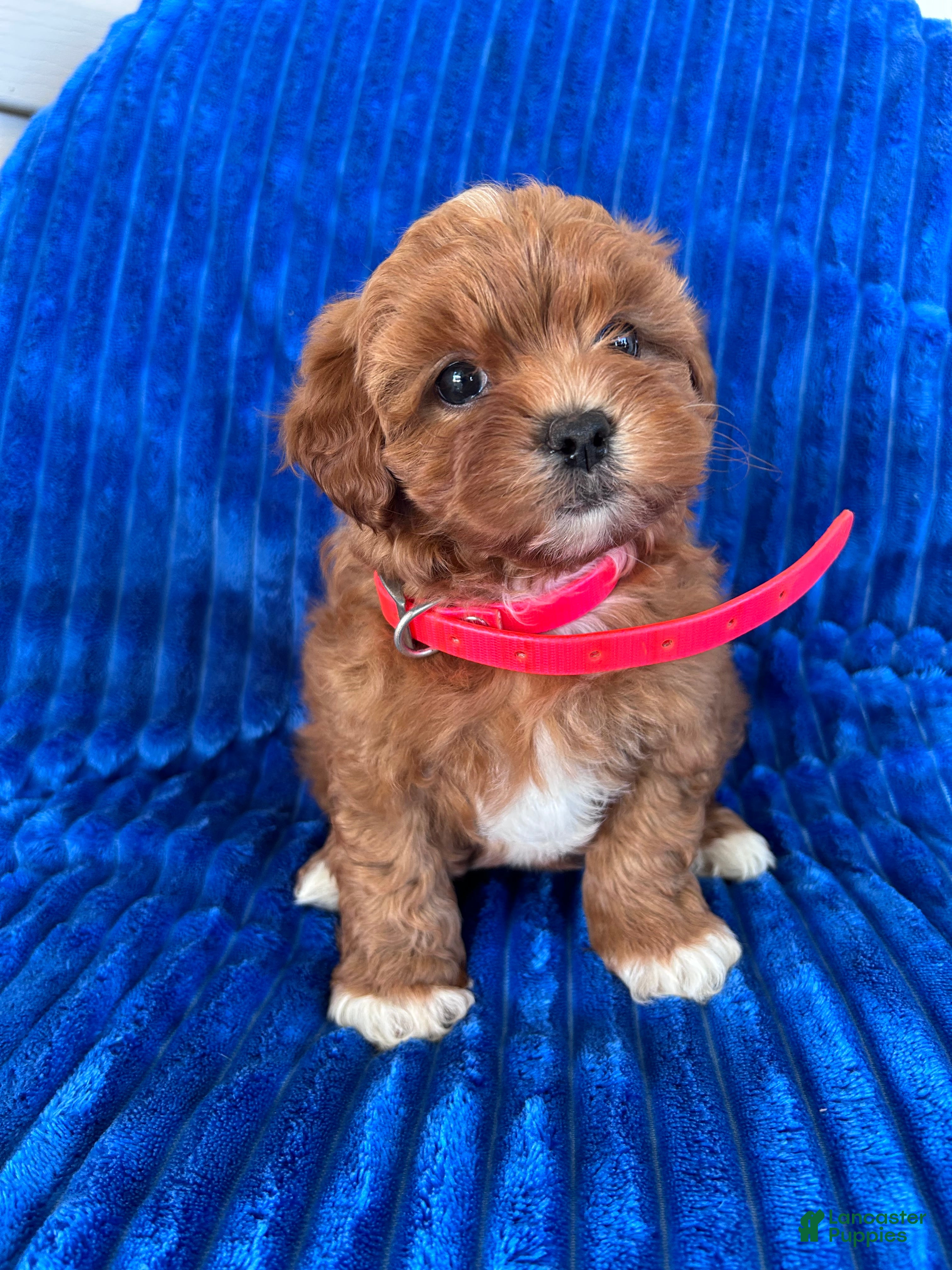 Shihpoo dogs RUBY - Ad 2