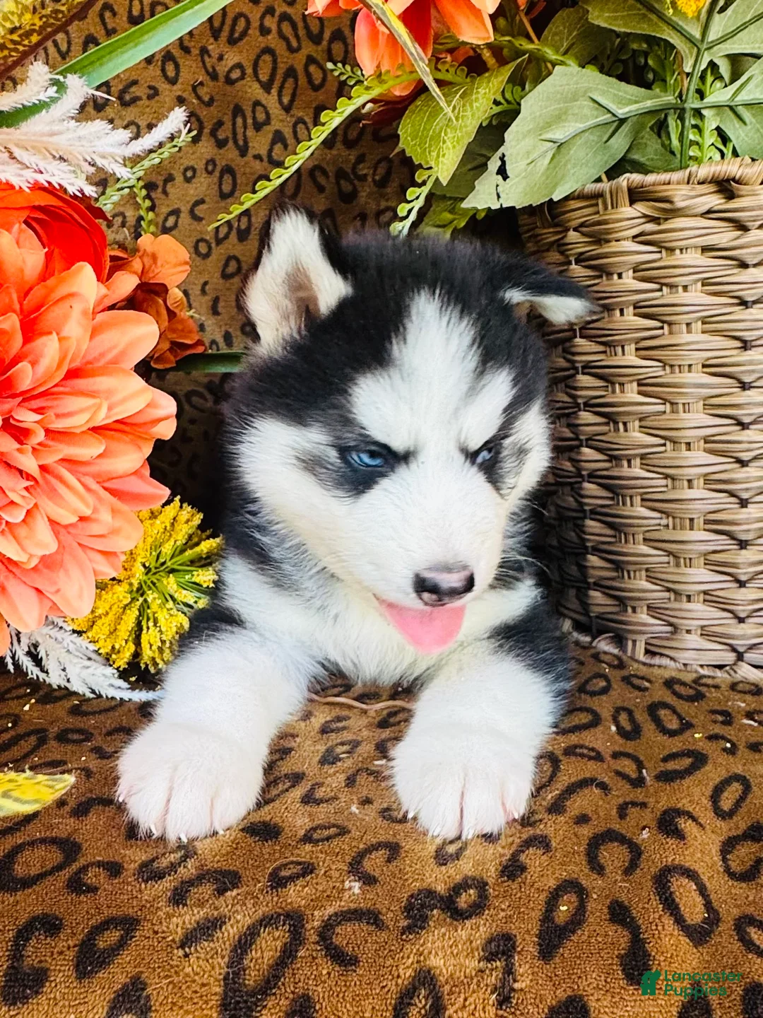 Siberian Husky dogs for sale: Hunter - Ad 1