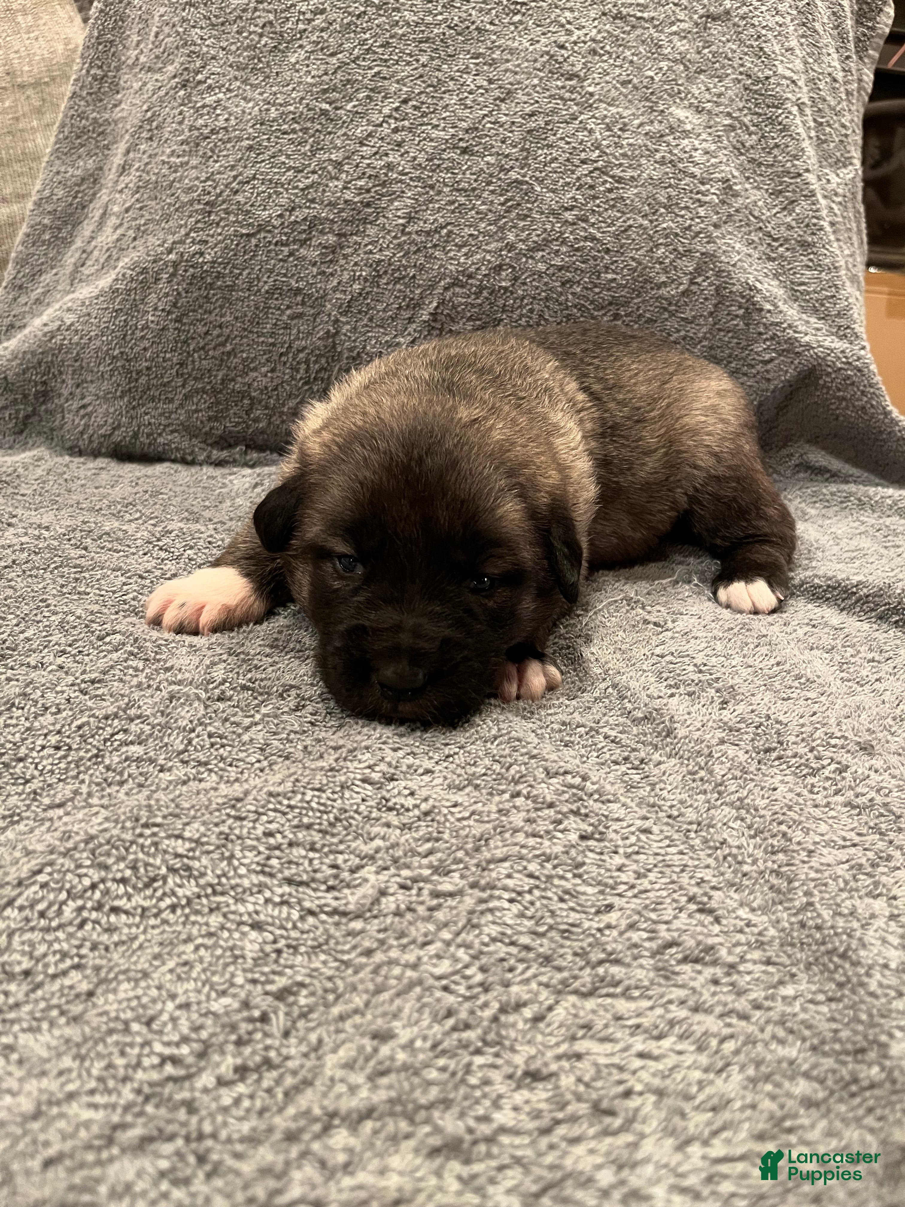 Mixed Breed dogs for sale: Boy- Orange - Ad 4