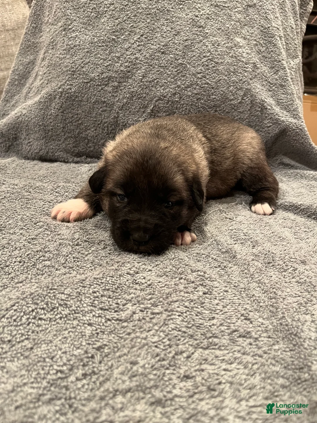 Mixed Breed dogs for sale: Boy- Orange - Ad 1