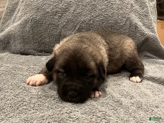 Mixed Breed dogs for sale: Boy- Orange - Ad 4