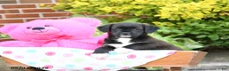 Mixed Breed dogs for sale: Lilly - Ad 4