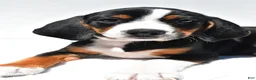 Beagle dogs for sale: Rhoda - Ad 9