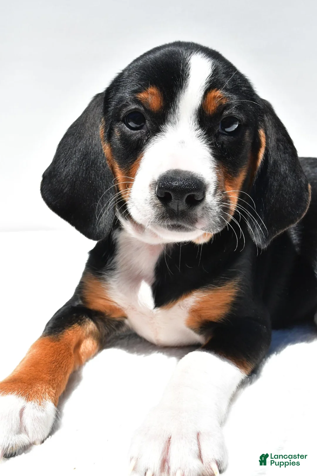 Beagle dogs for sale: Rhoda - Ad 9