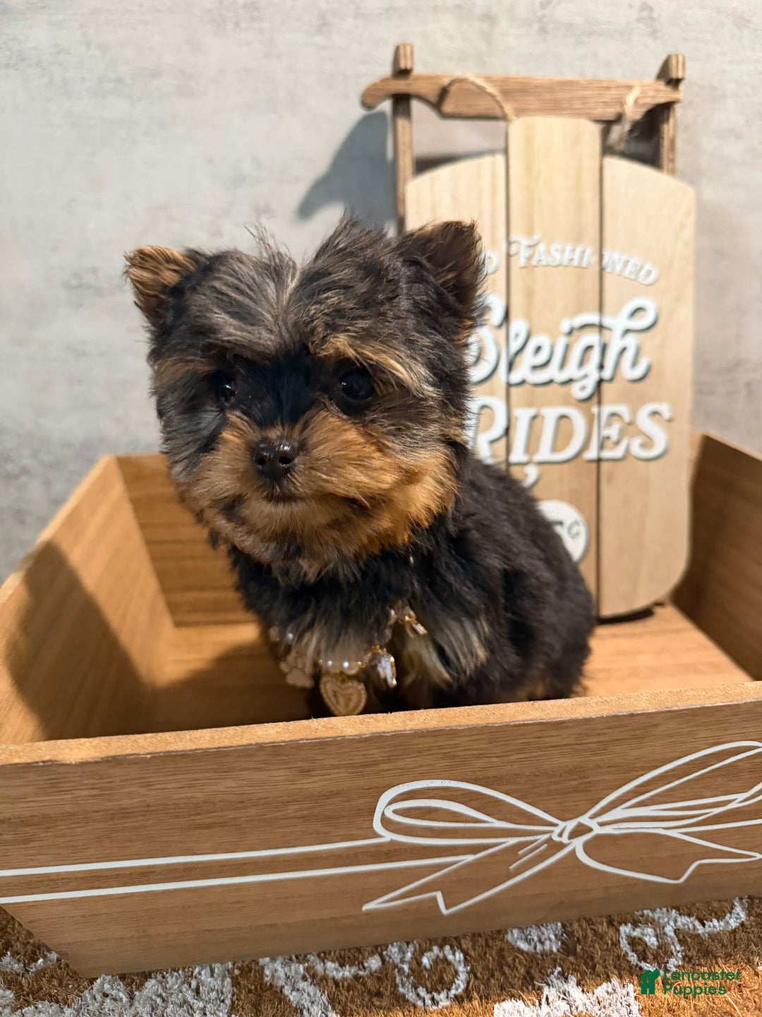 Yorkshire Terrier dogs for sale: Jean - Ad 2