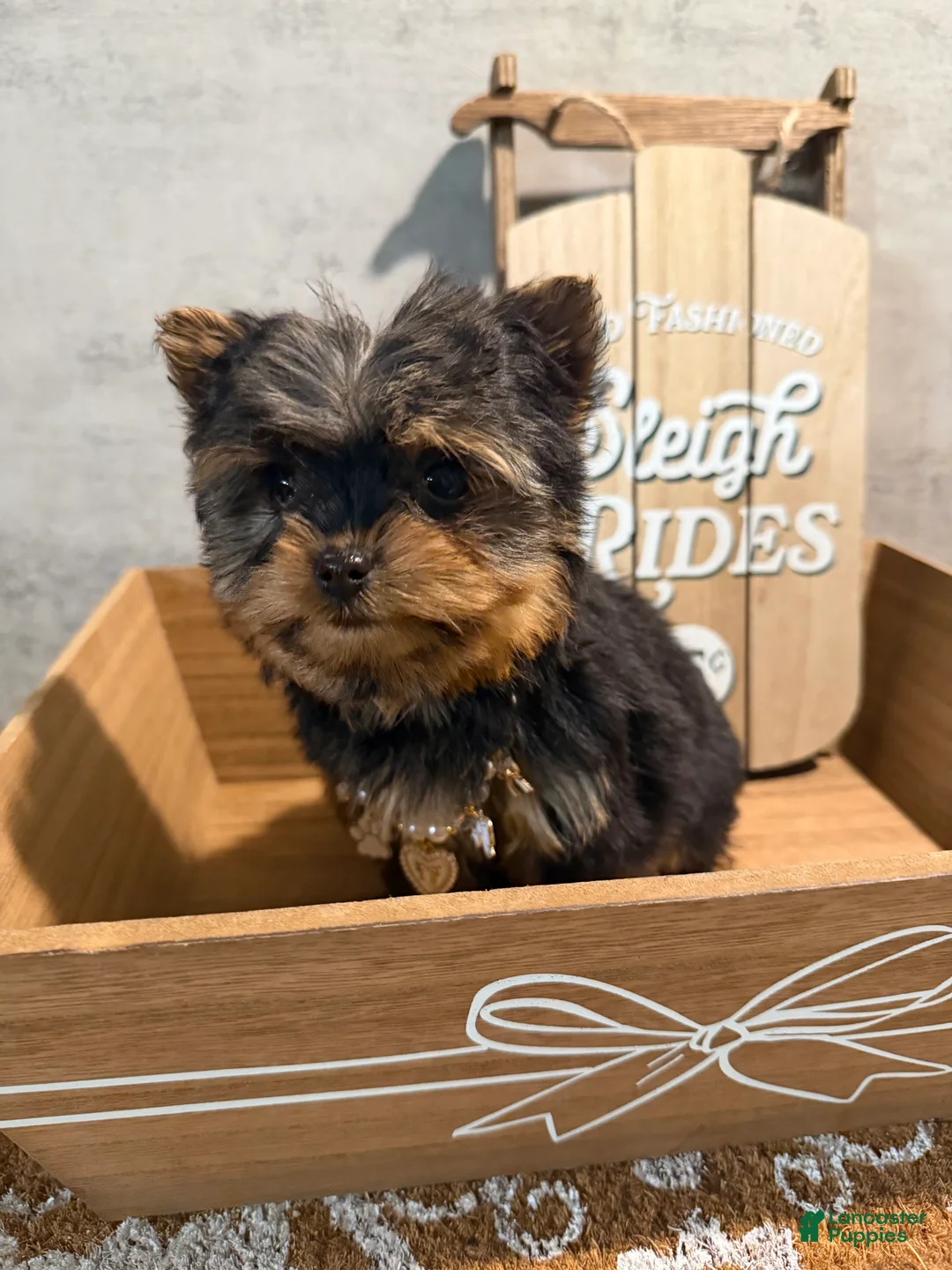 Yorkshire Terrier dogs for sale: Jean - Ad 2