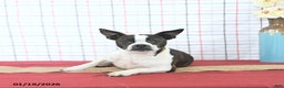 Boston Terrier dogs for sale: Juliet - Ad 6