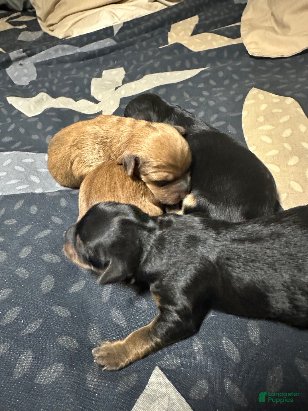Mixed Breed dogs for sale: Mixed Breed Puppy 3 - Ad 7