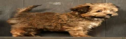 Havapoo dogs for sale: Missy - Ad 3