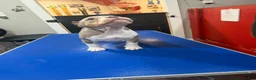 American Bully dogs for sale: Astra - Ad 5