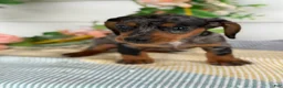 Miniature Dachshund dogs for sale: Jubilee - Ad 8