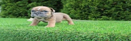 English Bulldog dogs for sale: Debbi - Ad 5