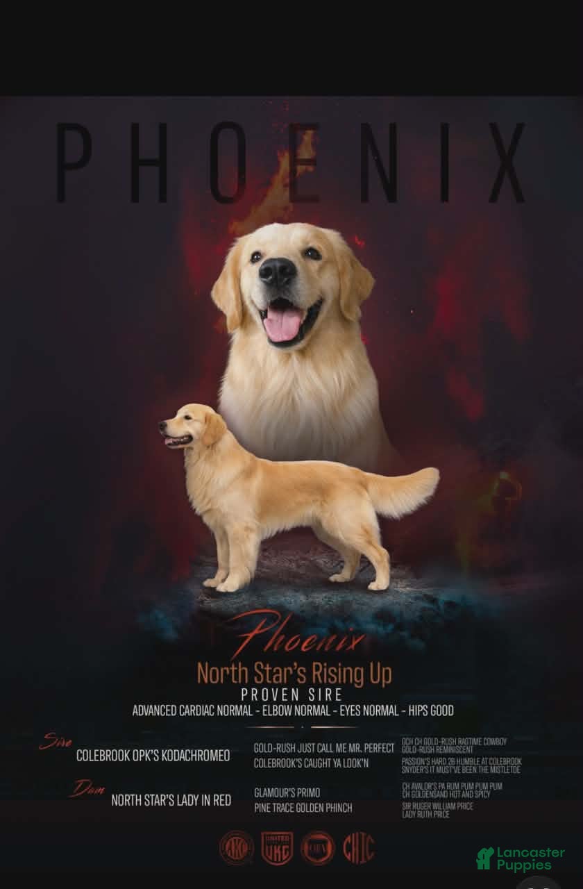 Phoenix North Star Raising Up