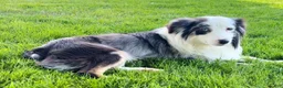 Mixed Breed dogs for sale: Maple - Ad 10