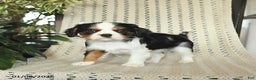 Cavalier King Charles Spaniel dogs for sale: Charlie - Ad 3