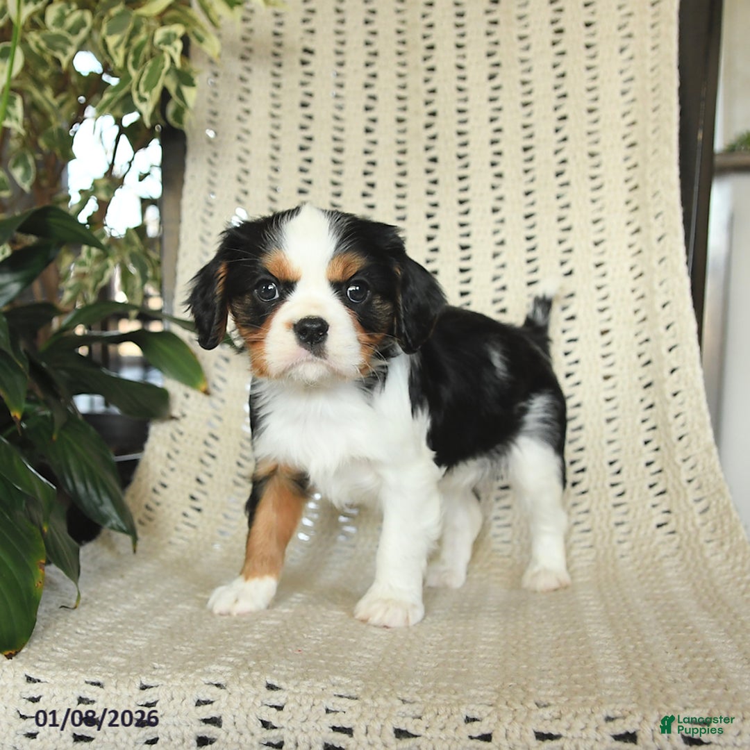 Cavalier King Charles Spaniel dogs for sale: Charlie - Ad 3