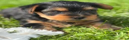 Yorkshire Terrier dogs for sale: Cocoa - Ad 6