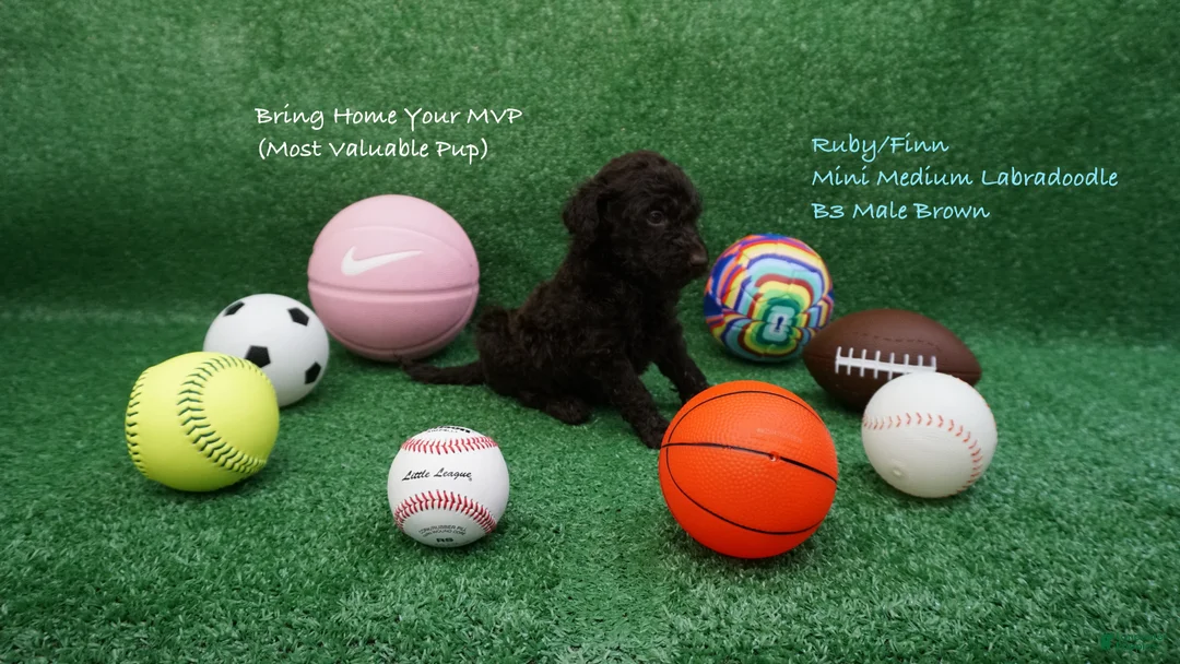 Miniature Labradoodle dogs for sale: RF B3 - Ad 1