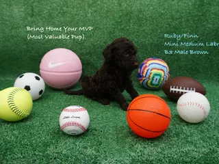 Miniature Labradoodle dogs RF B3 - Ad 24