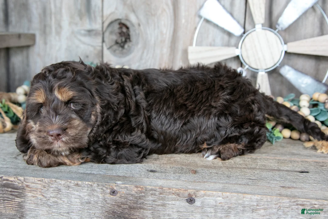 Cockapoo dogs for sale: Cutie - Ad 3