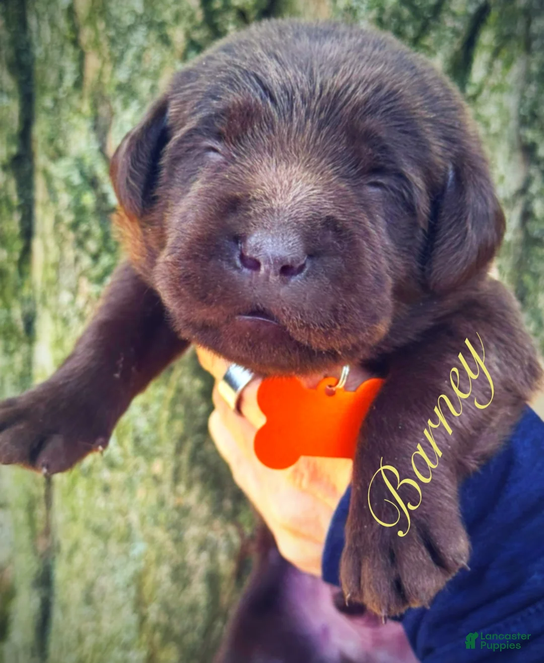 Labrador Retriever dogs for sale: Labrador Retriever Puppy 1 - Ad 1