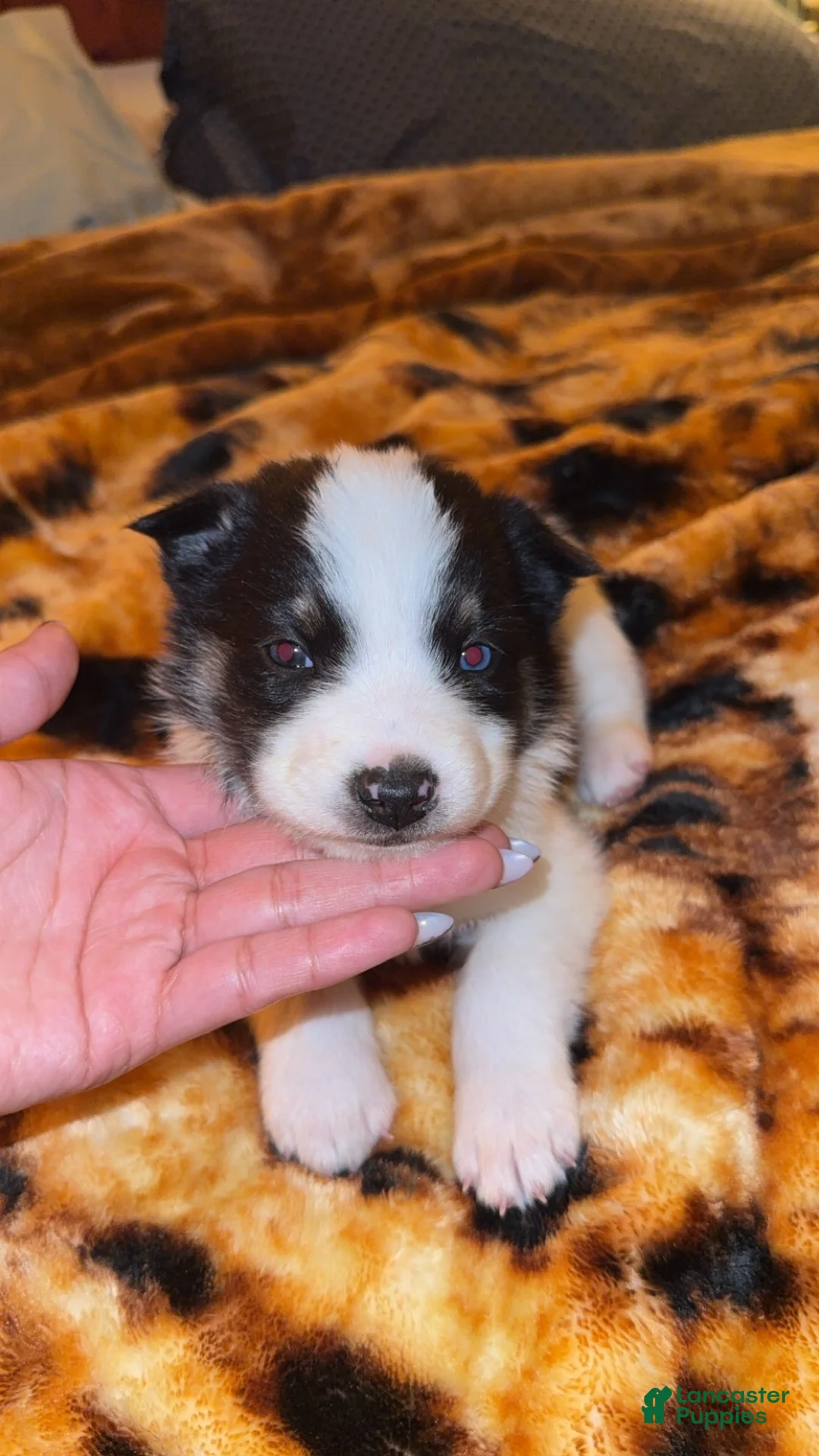 Mixed Breed dogs for sale: Mixed Breed Puppy 2 - Ad 1