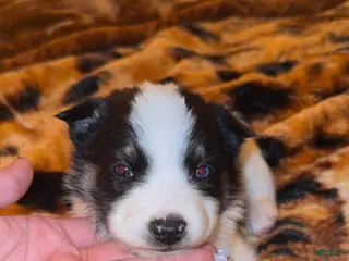 Mixed Breed dogs for sale: Mixed Breed Puppy 2 - Ad 1