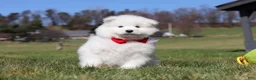 Samoyed dogs for sale: Joey - Ad 15