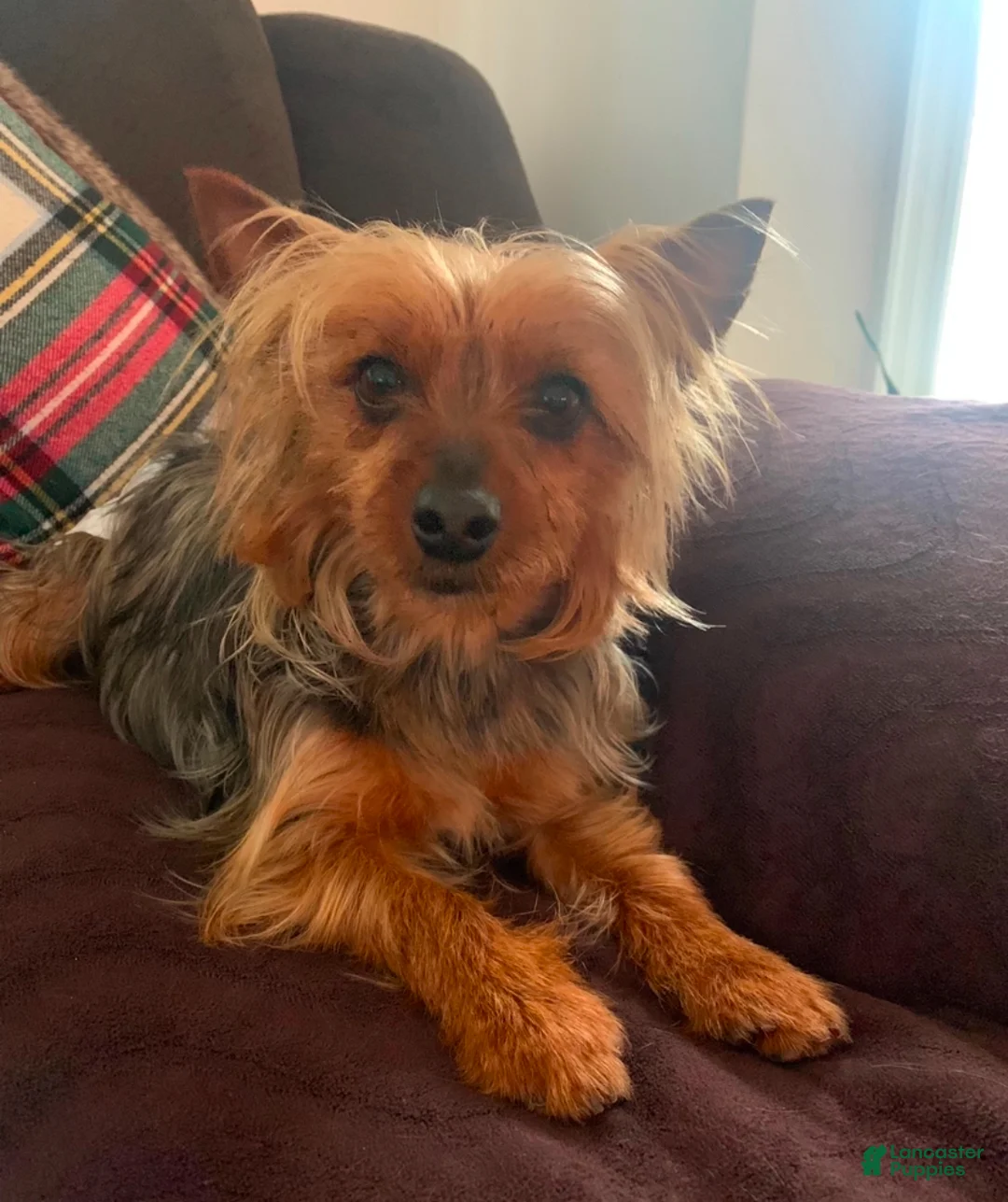 Yorkshire Terrier dogs for sale: Luna - Ad 2