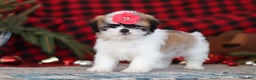 Lhasa Apso dogs for sale: Rosie - Ad 2