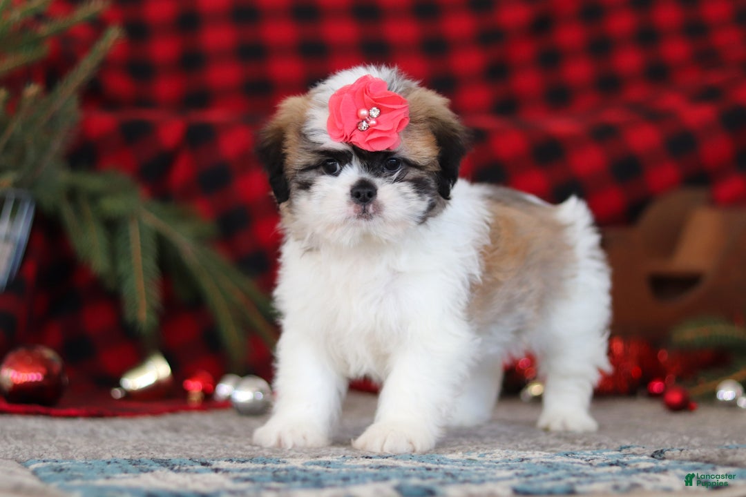 Lhasa Apso dogs for sale: Rosie - Ad 2